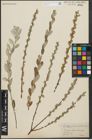 Foto von Salix repens L.